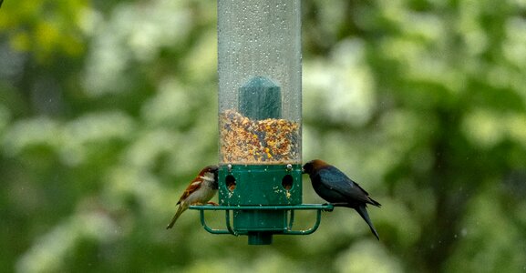 Wildlife garden natural