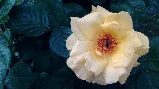 Roses pink ruzhany