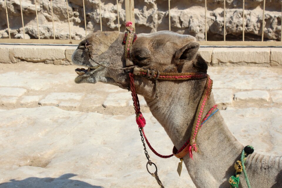 Egypt shara dromedary
