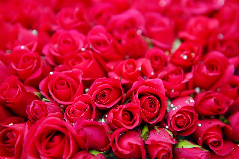 Flower floral love