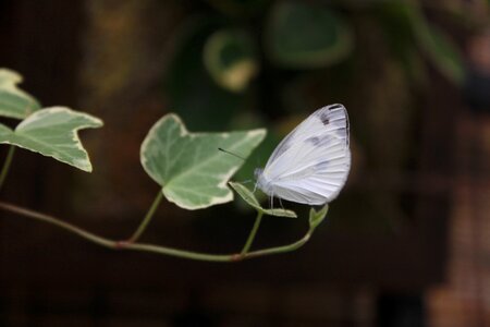 White butterfly the white one small butterfly photo