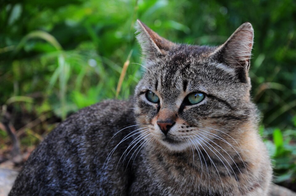 Animal pictures animals animal