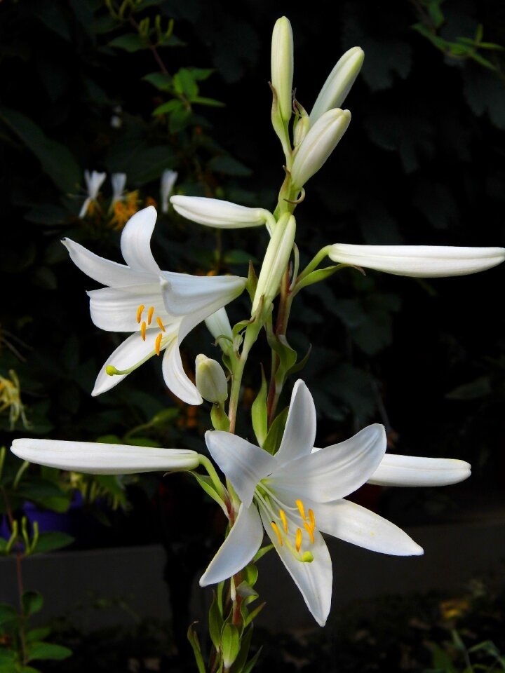 Flower white flower sticks