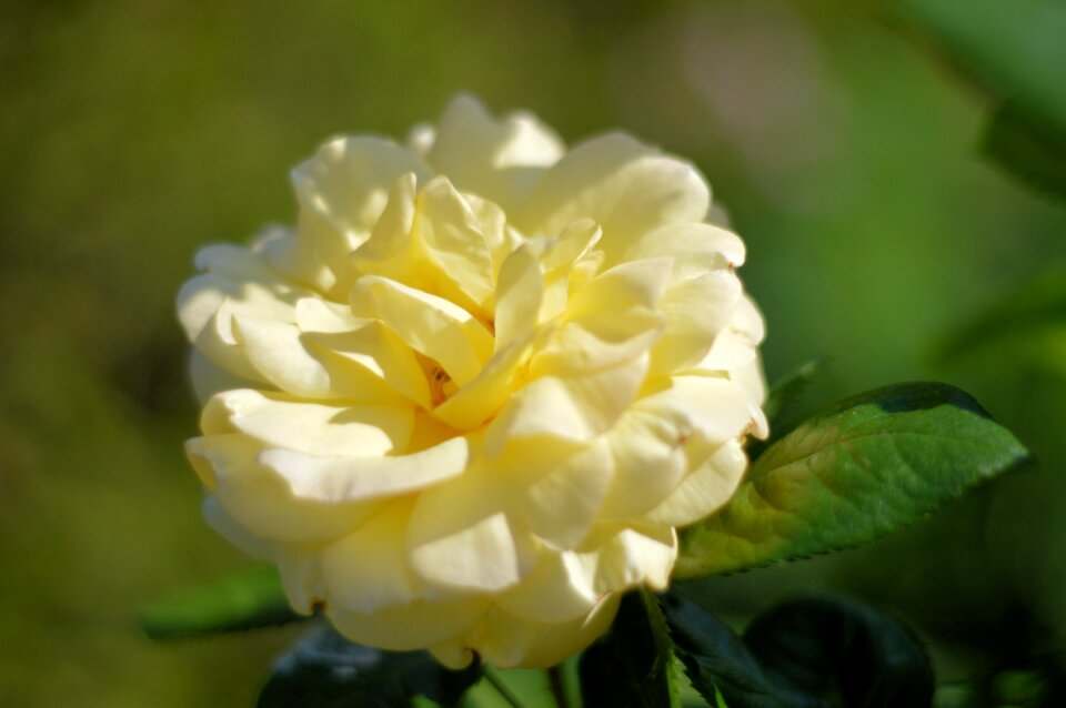 Yellow rose garden