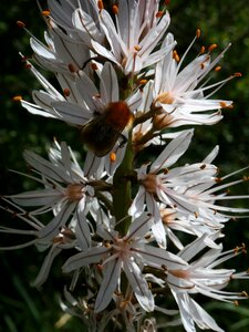 Flower pollen insect