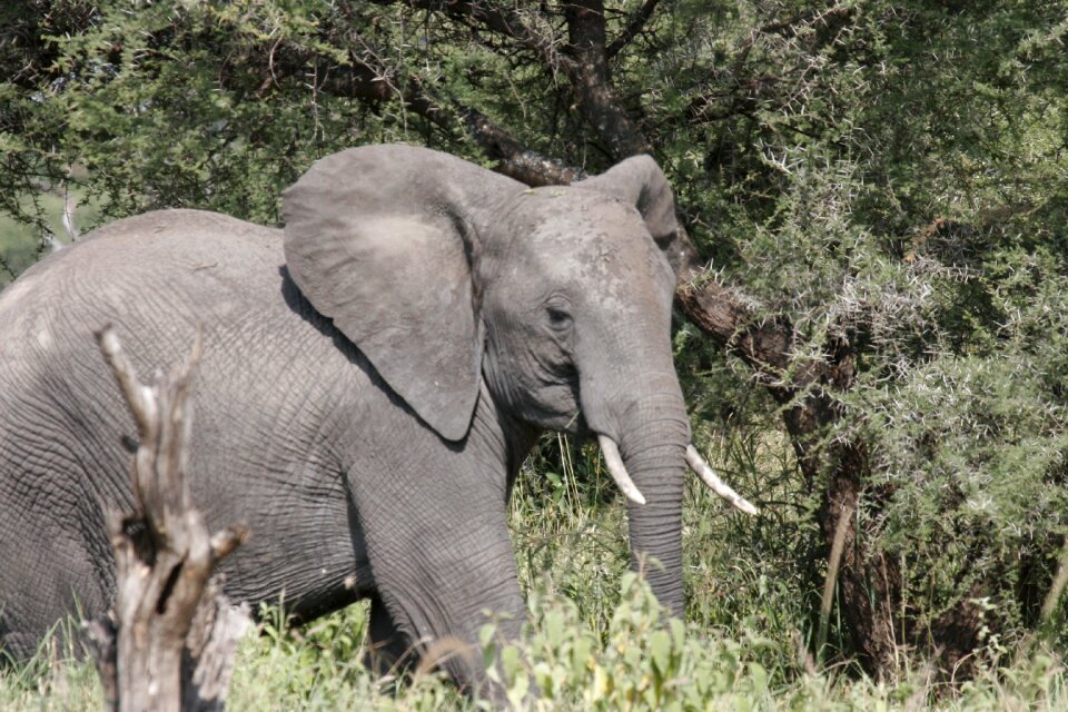 Wildlife wild safari photo