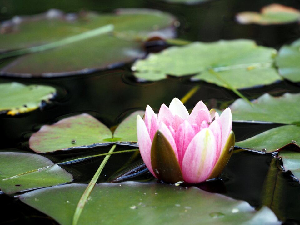 Aquatic plant pond plant water rose