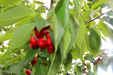 Cherry green Free photos