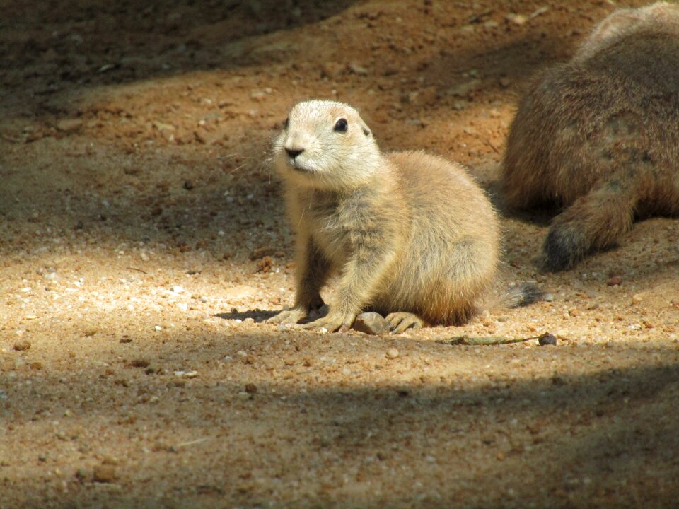 Cub mammal black-tailed prairie dog