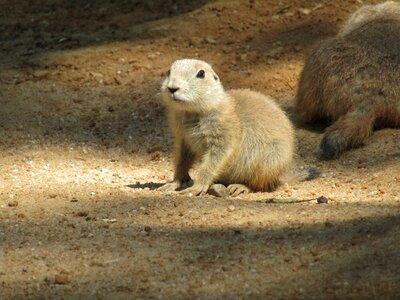 Cub mammal black-tailed prairie dog
