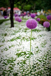 Flower garden flowers garden