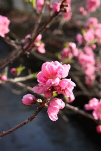 Peach blossoms waterside Free photos photo