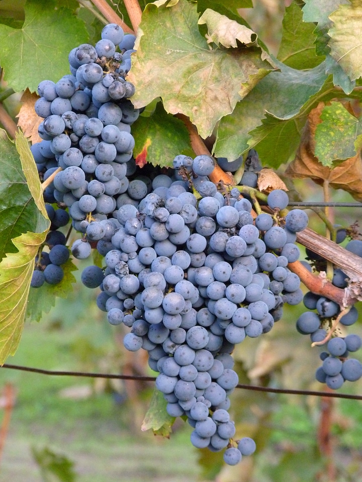 Fruit blue plant