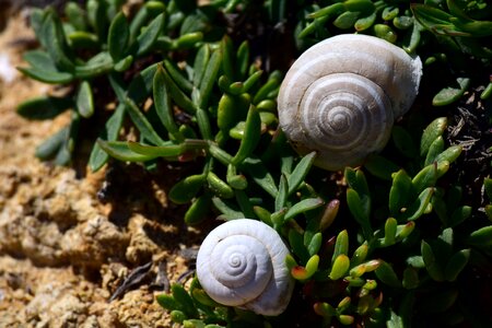 Coast nature rock photo