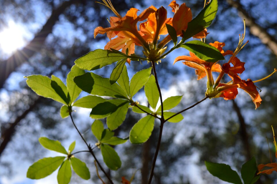 Spring plant flowers
