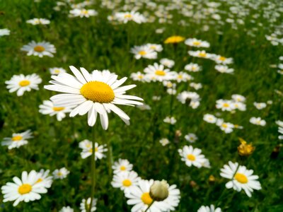 Bloom nature garden