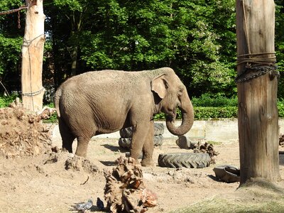 Large mammal africa elephants photo