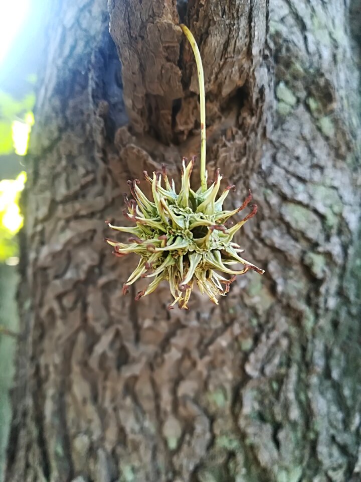 Leaf bark flora