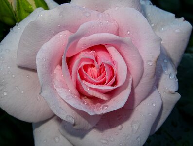 Passionately blossom bloom