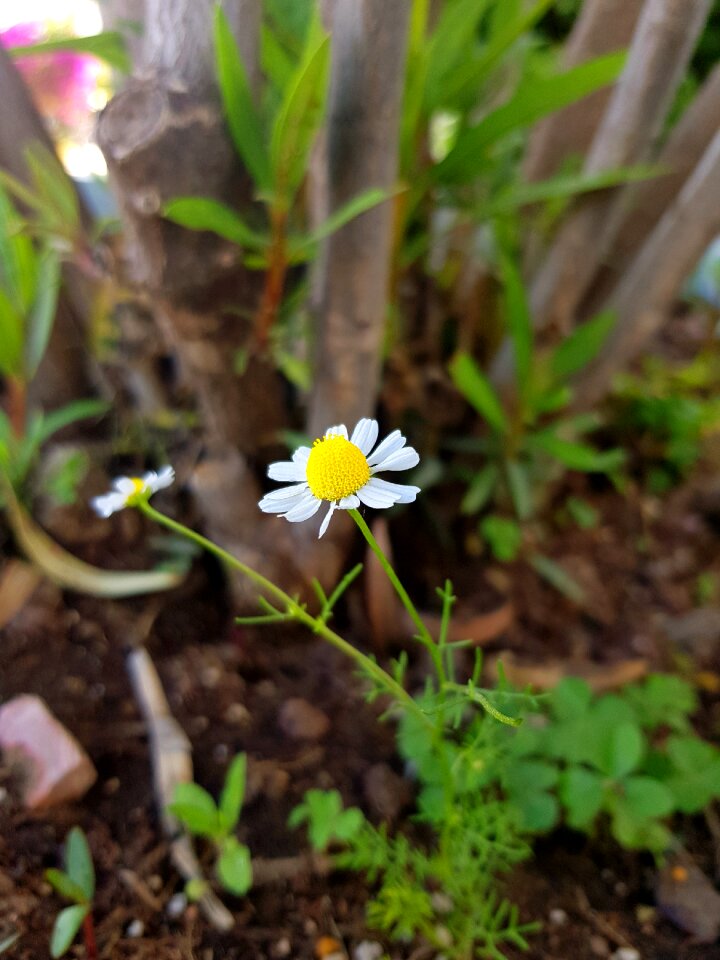 Daisy yellow white