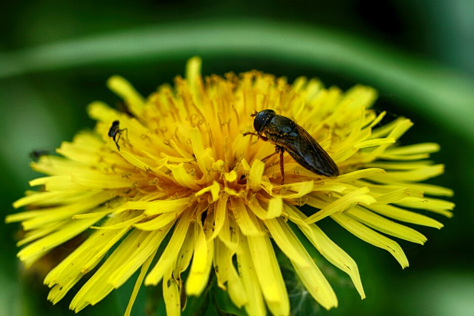 Dandelion nature