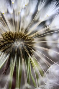 Nature dandelion close up