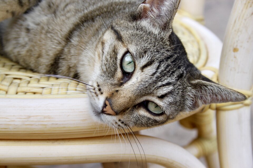 Pets curious chair