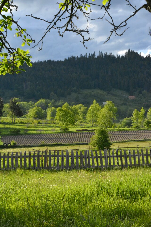 Green meadow fence