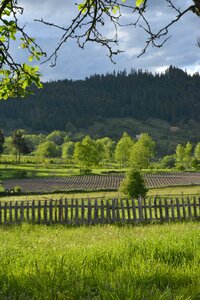 Green meadow fence