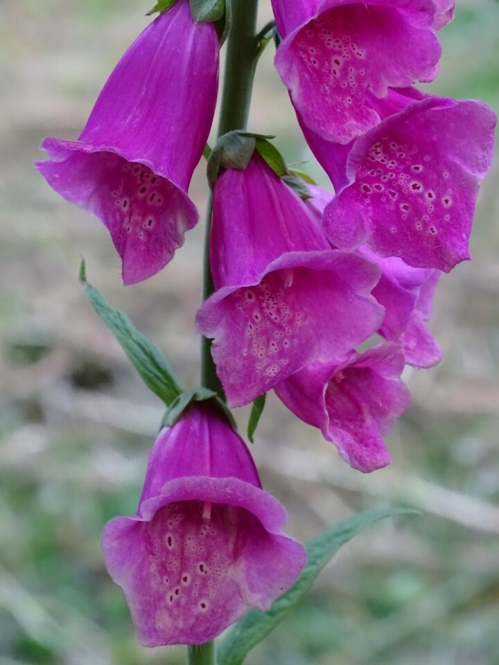 Digitalis digitalis purpurea giftplanze