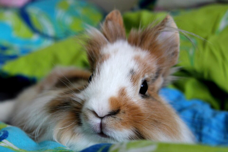 The lion rabbit slovakia Free photos