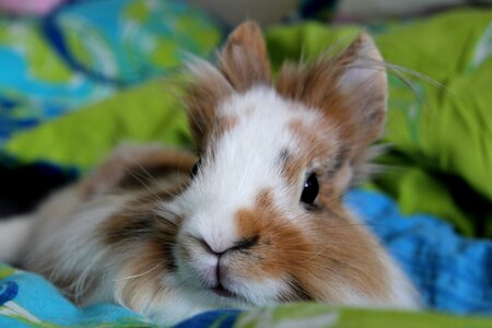 The lion rabbit slovakia Free photos