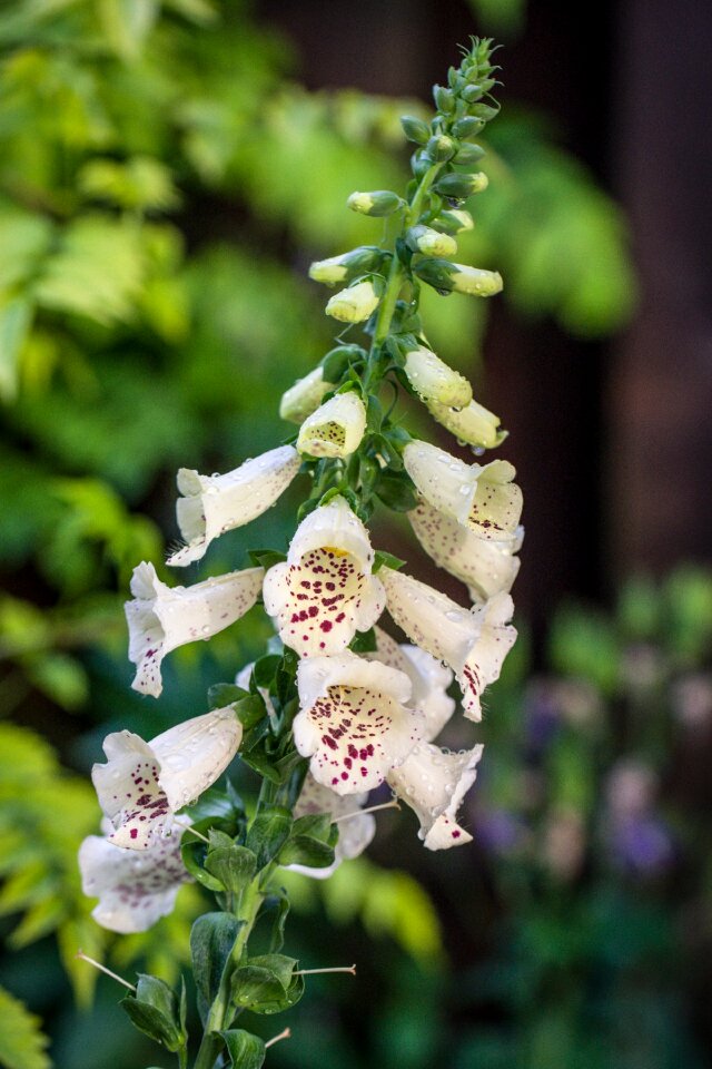Nature poisonous plant toxic