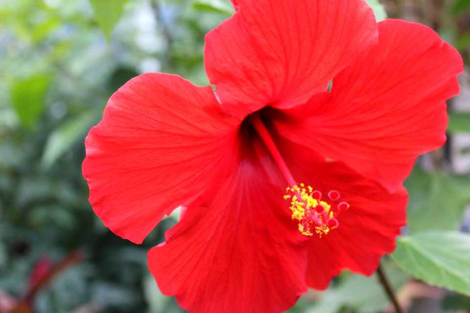 Floral hawaii garden