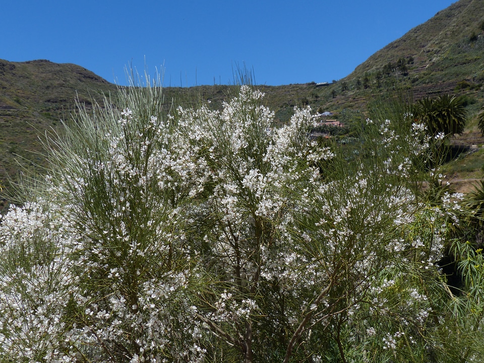 Bush ordinary retama retama-broom