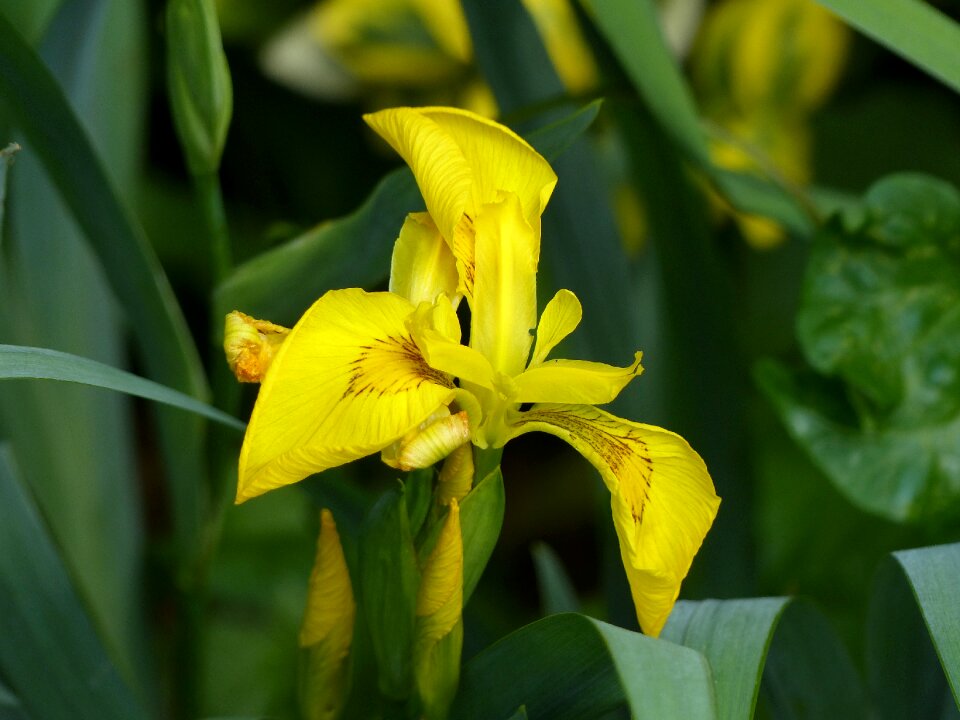 Bloom close up nature