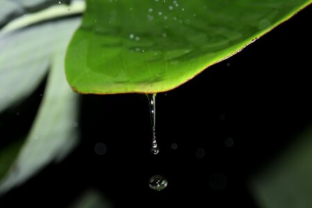 Leaf rain dew photo