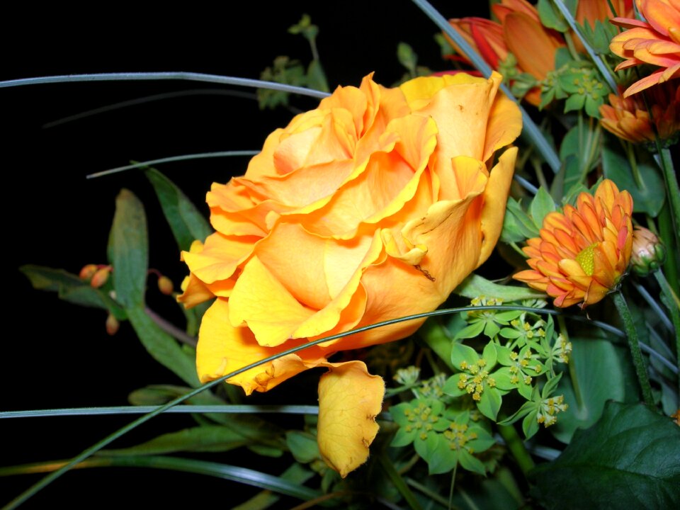 Close up fade rose yellow