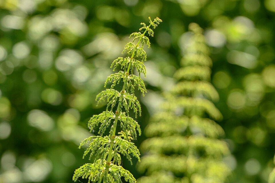 Plant green