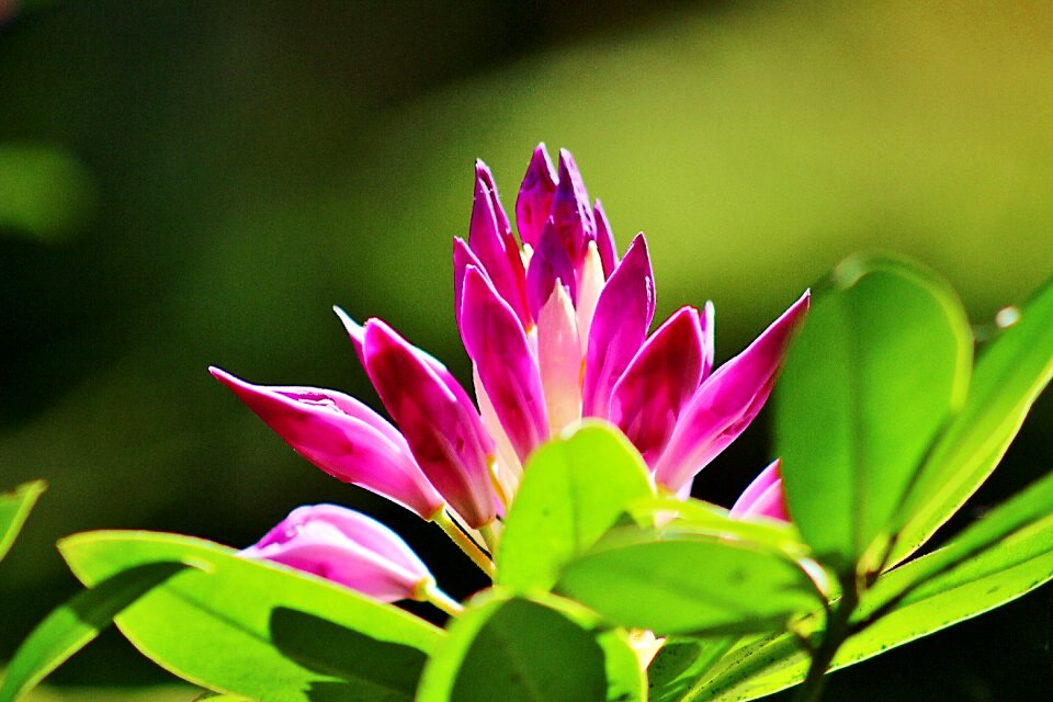 Spring flowers nature canon