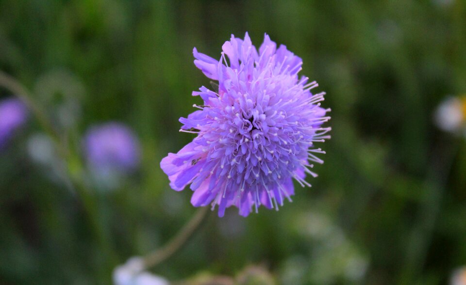 Purple flower dark purple blossom