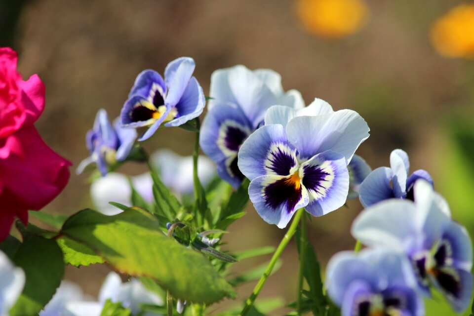 Summer flowers garden flowers garden plants