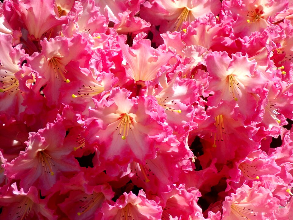 Nature botany landscapes