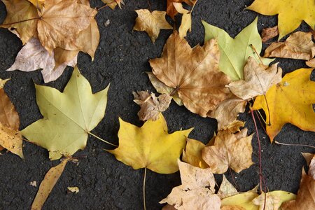 Maple leaf leaves golden yellow full yellow gold photo