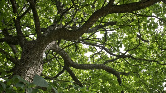 Branches leaves nature