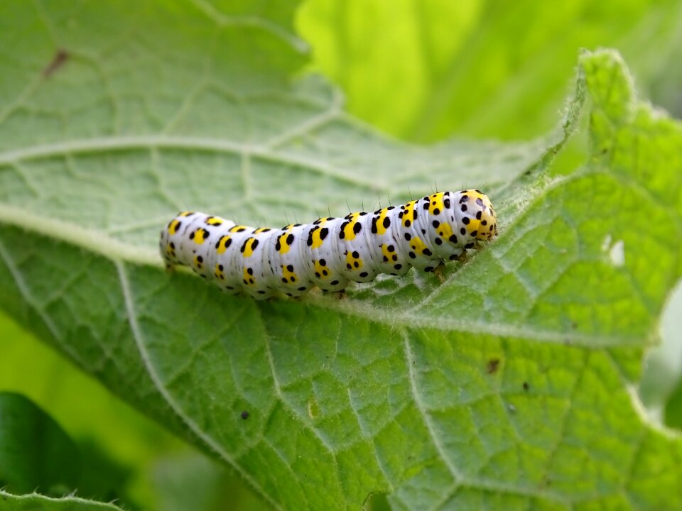 Caterpillar butterfly