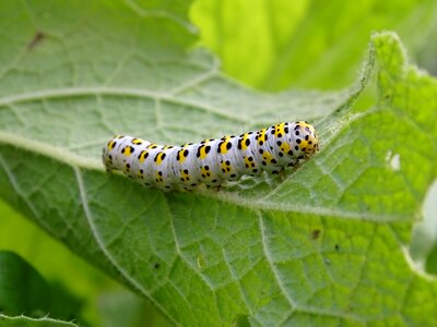 Caterpillar butterfly photo