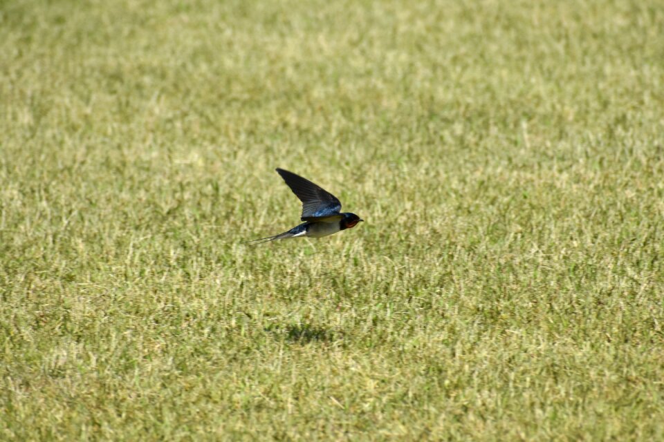 Bird wild birds yan