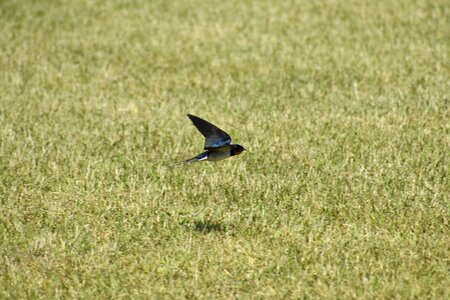 Bird wild birds yan