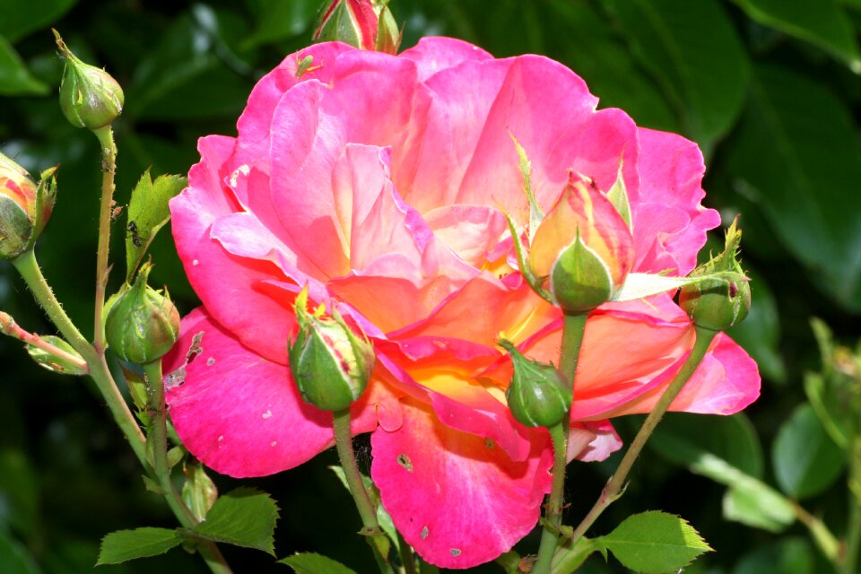 Garden color pink petals
